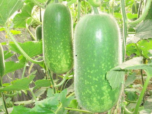 最新吃瓜免费网站大全,2023年度最新免费吃瓜网站大全盘点